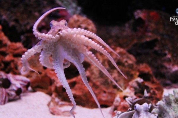 Kraken как найти ссылку