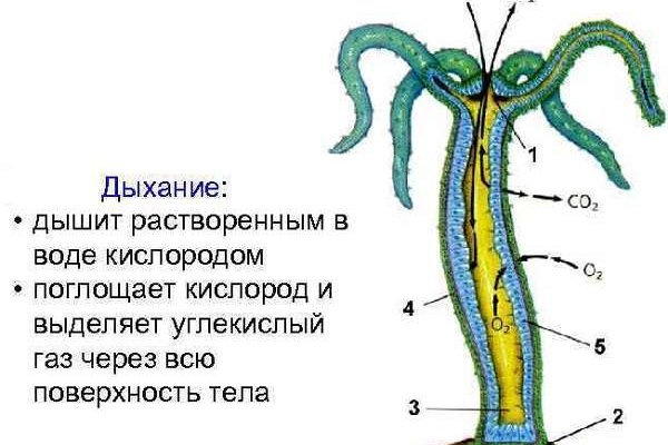Ссылки на кракен мегу