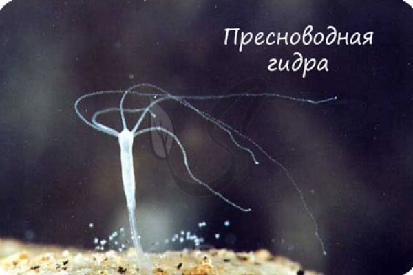 Кракен маркер даркнет